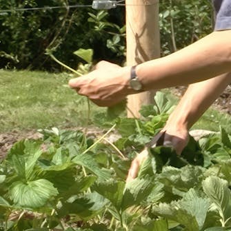 pistokkaat mansikat pistokkaat mansikat